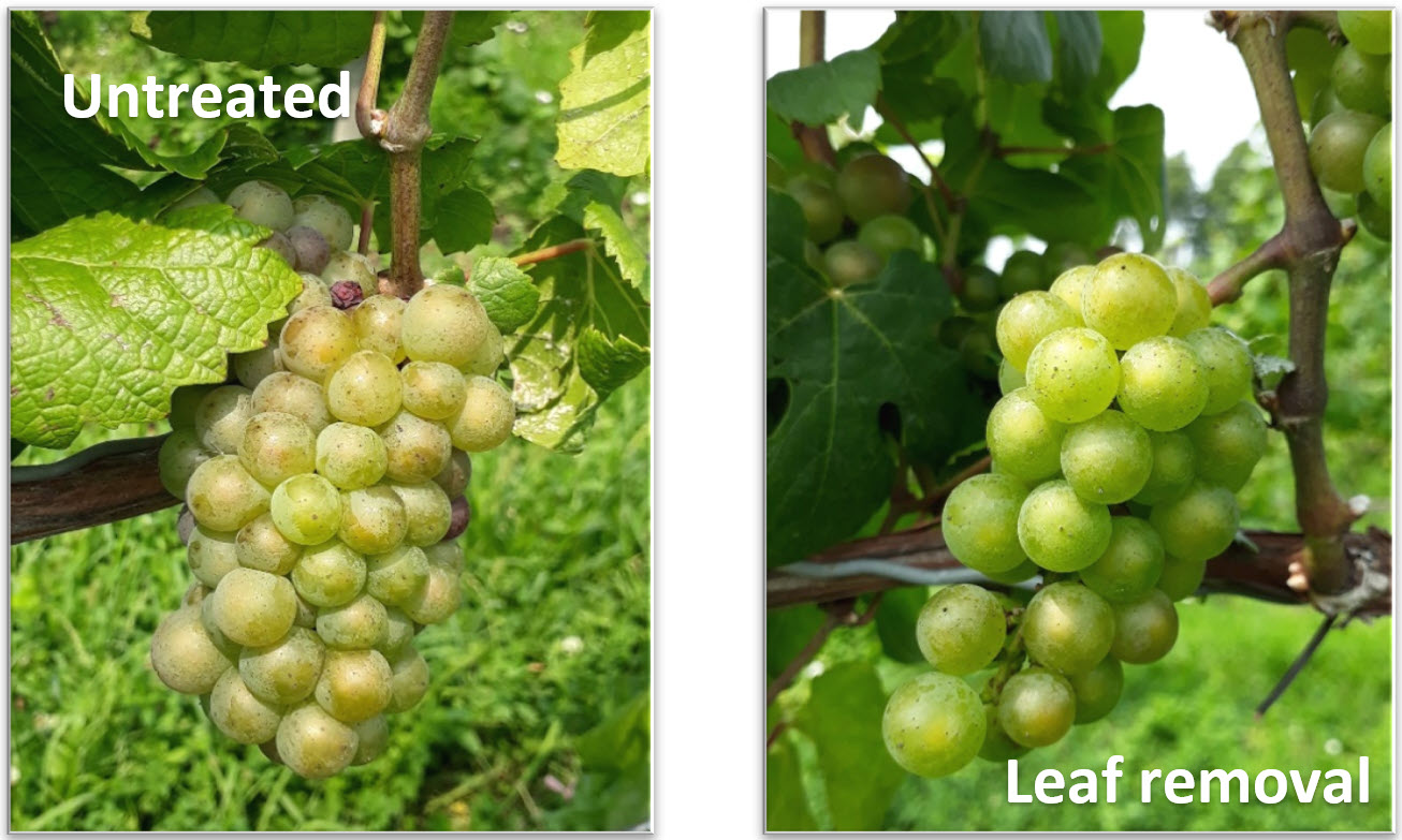 Grapes with leaves removed.